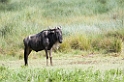 Ndutu Gnu flok03